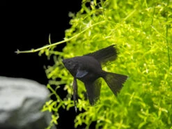 Black Angelfish (Pterophyllum Scalare), Tank-Bred