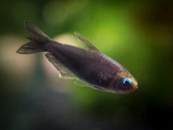 Black Emperor Tetra (Nematobrycon Palmeri Var. "Amphiloxus Black") - Tank-Bred!