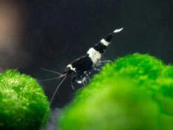 Black King Kong AKA Black Bolt Shrimp (Caridina Cantonensis), A-S Grade, Tank-Bred!