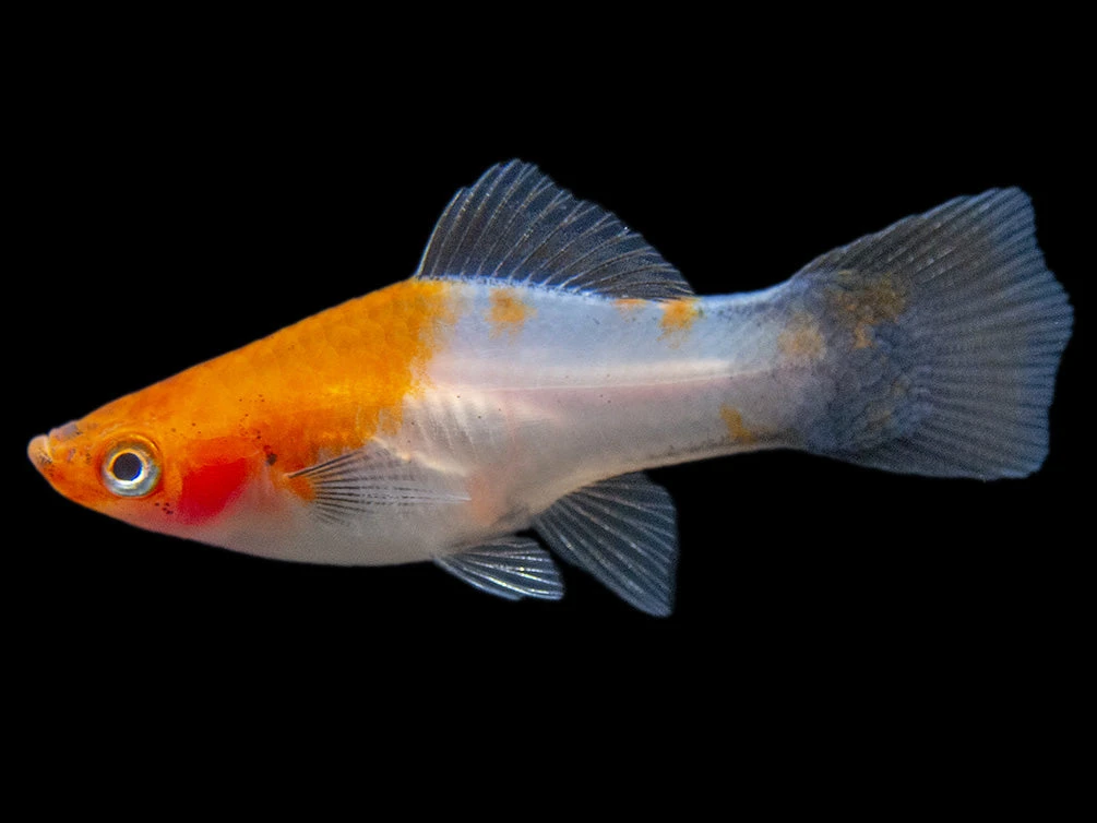 Black Tail Koi Kohaku Swordtail (Xiphophorus Helleri), Tank-Bred - Image 10