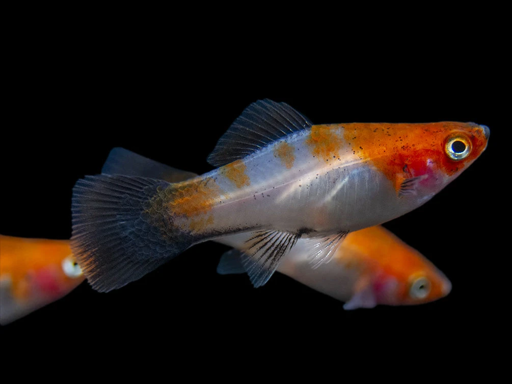 Black Tail Koi Kohaku Swordtail (Xiphophorus Helleri), Tank-Bred - Image 2