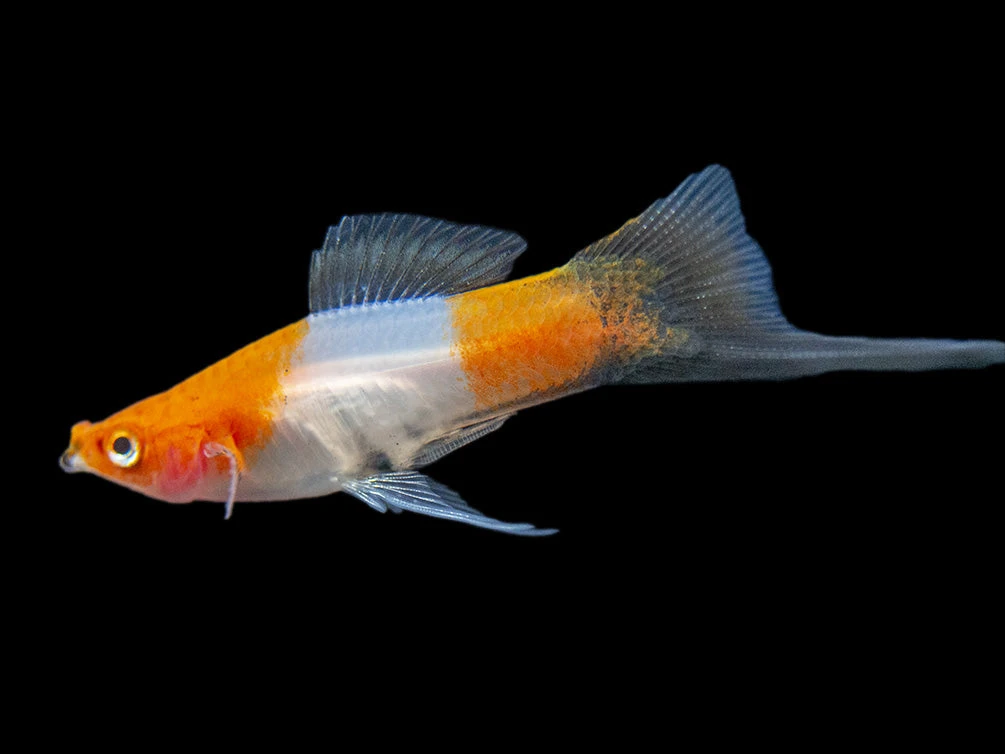 Black Tail Koi Kohaku Swordtail (Xiphophorus Helleri), Tank-Bred - Image 8