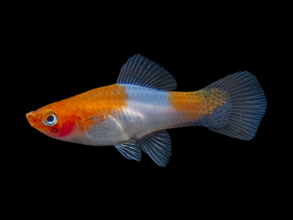 Black Tail Koi Kohaku Swordtail (Xiphophorus Helleri), Tank-Bred - Image 5