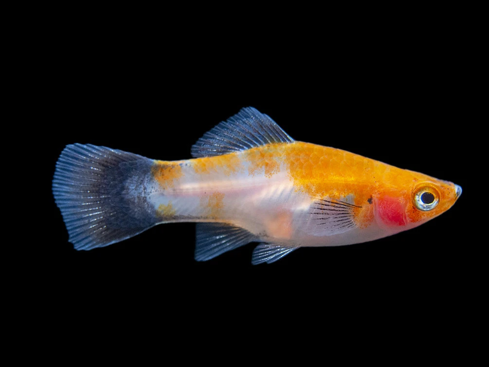 Black Tail Koi Kohaku Swordtail (Xiphophorus Helleri), Tank-Bred - Image 4
