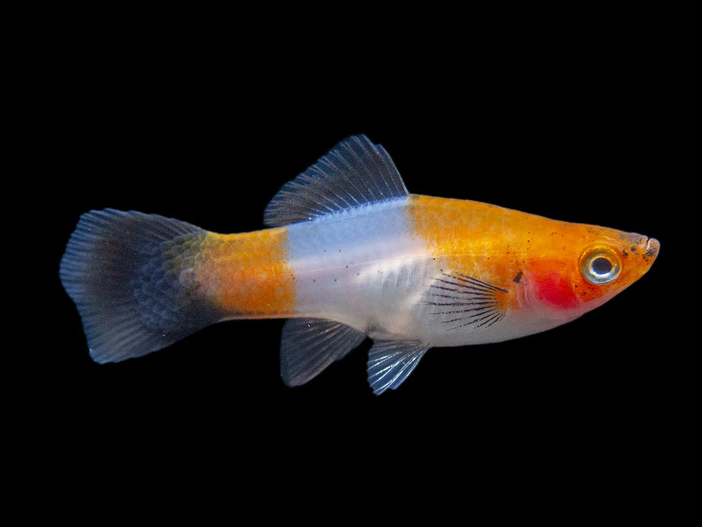 Black Tail Koi Kohaku Swordtail (Xiphophorus Helleri), Tank-Bred - Image 6
