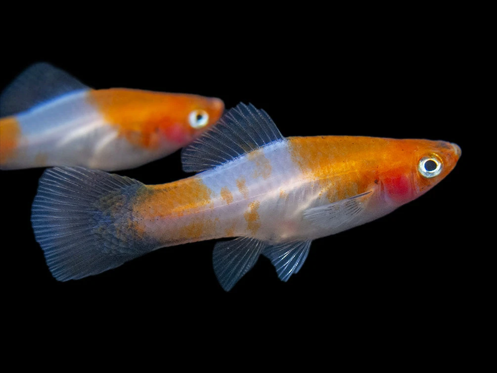 Black Tail Koi Kohaku Swordtail (Xiphophorus Helleri), Tank-Bred - Image 7