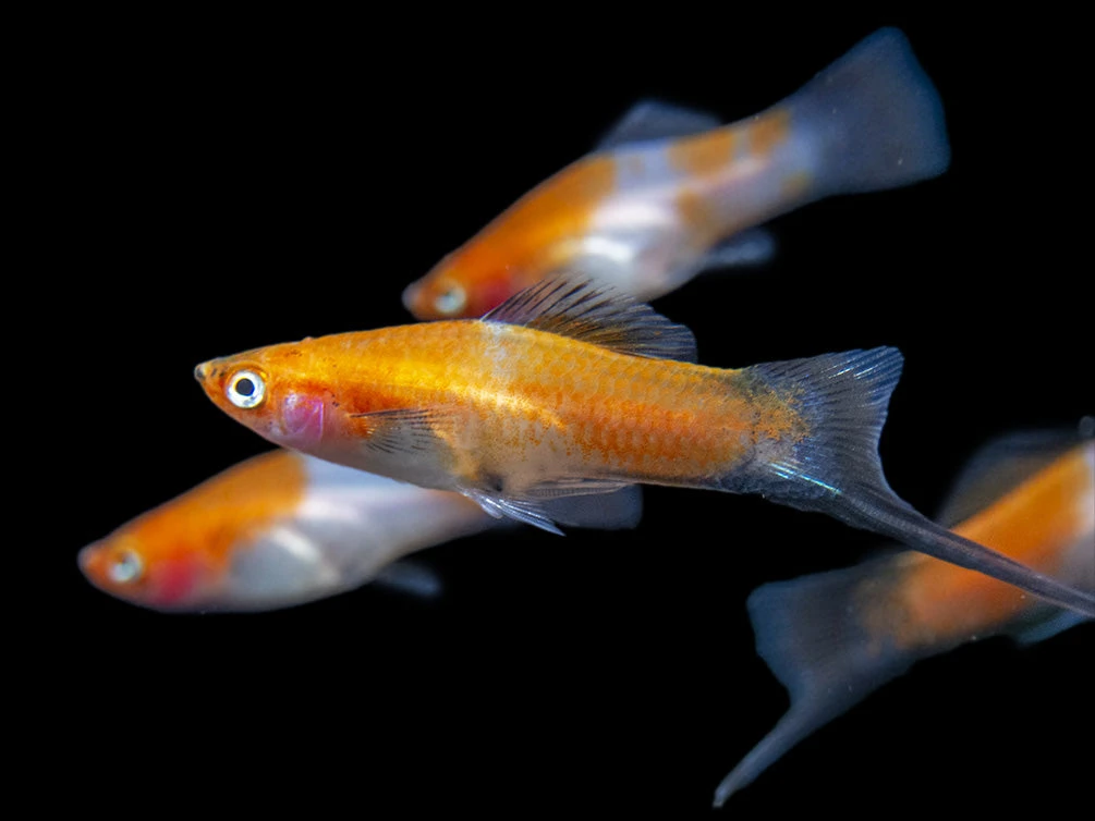 Black Tail Koi Kohaku Swordtail (Xiphophorus Helleri), Tank-Bred - Image 9