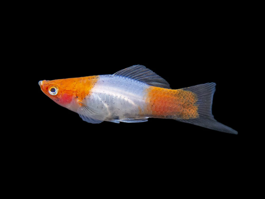 Black Tail Koi Kohaku Swordtail (Xiphophorus Helleri), Tank-Bred