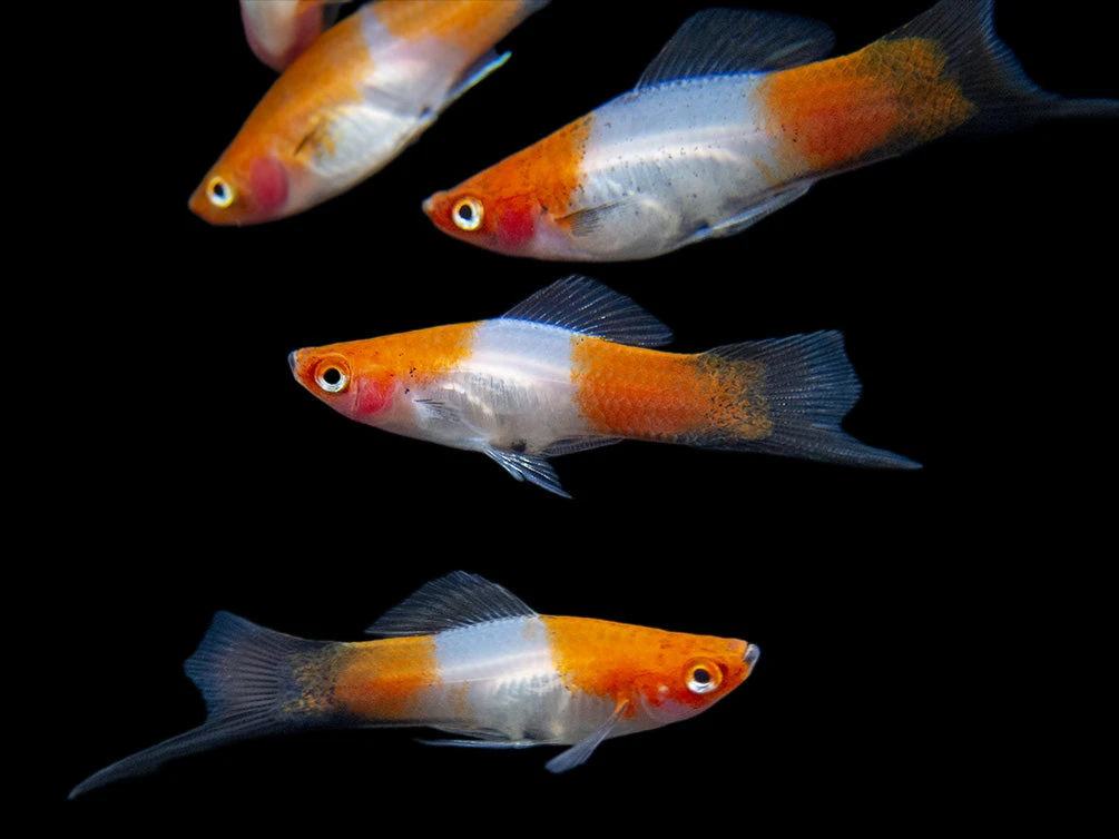 Black Tail Koi Kohaku Swordtail (Xiphophorus Helleri), Tank-Bred - Image 3