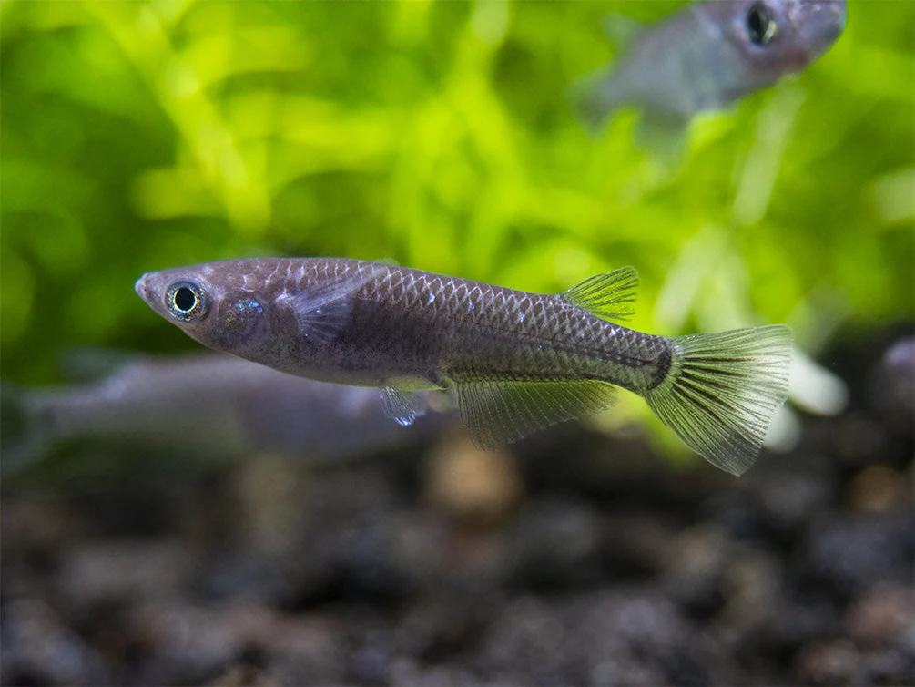 Black Medaka Ricefish Aka Japanese Ricefish/Killifish (Oryzias Latipes "Black Medaka"), Tank-Bred - Image 15