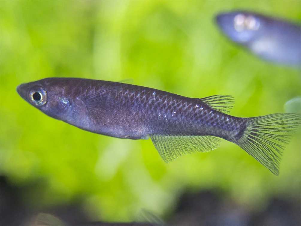 Black Medaka Ricefish Aka Japanese Ricefish/Killifish (Oryzias Latipes "Black Medaka"), Tank-Bred - Image 12