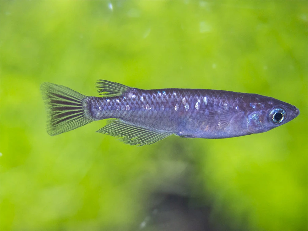 Black Medaka Ricefish Aka Japanese Ricefish/Killifish (Oryzias Latipes "Black Medaka"), Tank-Bred - Image 20