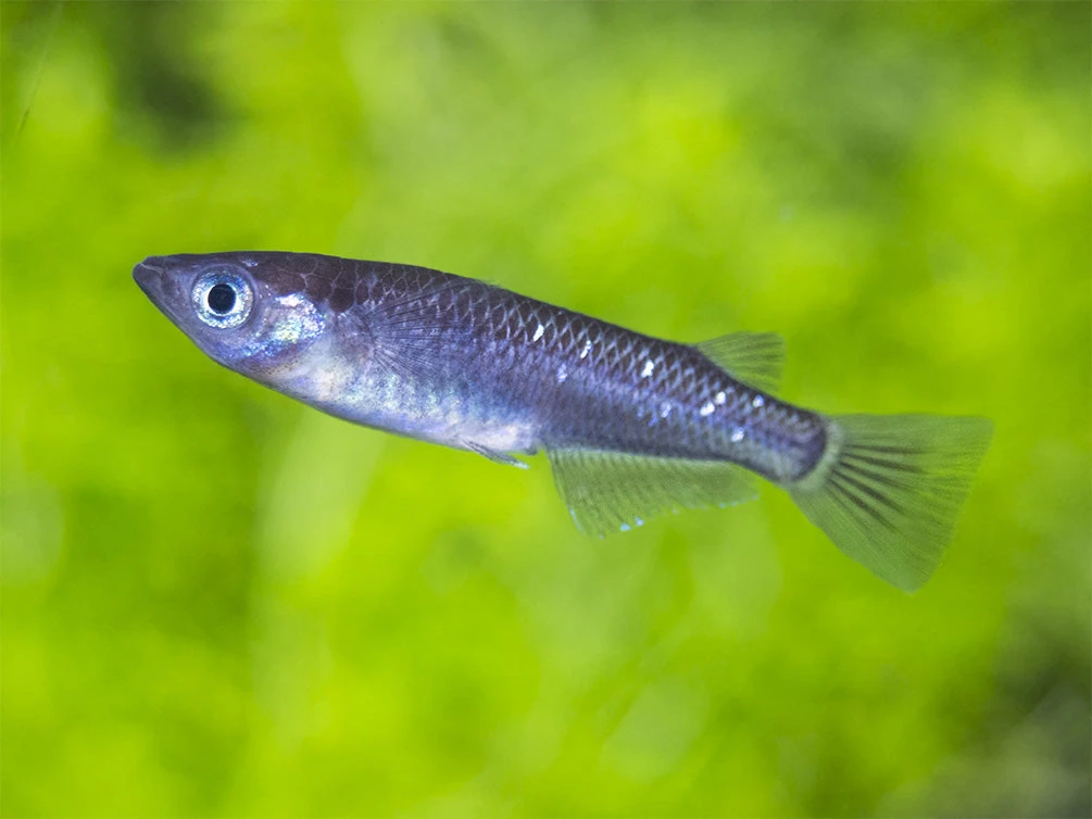 Black Medaka Ricefish Aka Japanese Ricefish/Killifish (Oryzias Latipes "Black Medaka"), Tank-Bred - Image 8