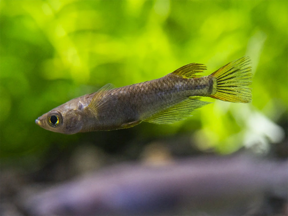 Black Medaka Ricefish Aka Japanese Ricefish/Killifish (Oryzias Latipes "Black Medaka"), Tank-Bred - Image 14