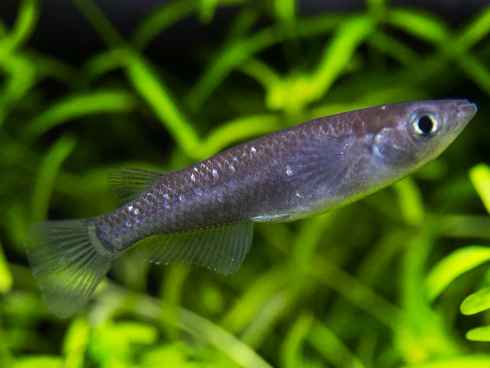 Black Medaka Ricefish Aka Japanese Ricefish/Killifish (Oryzias Latipes "Black Medaka"), Tank-Bred - Image 16