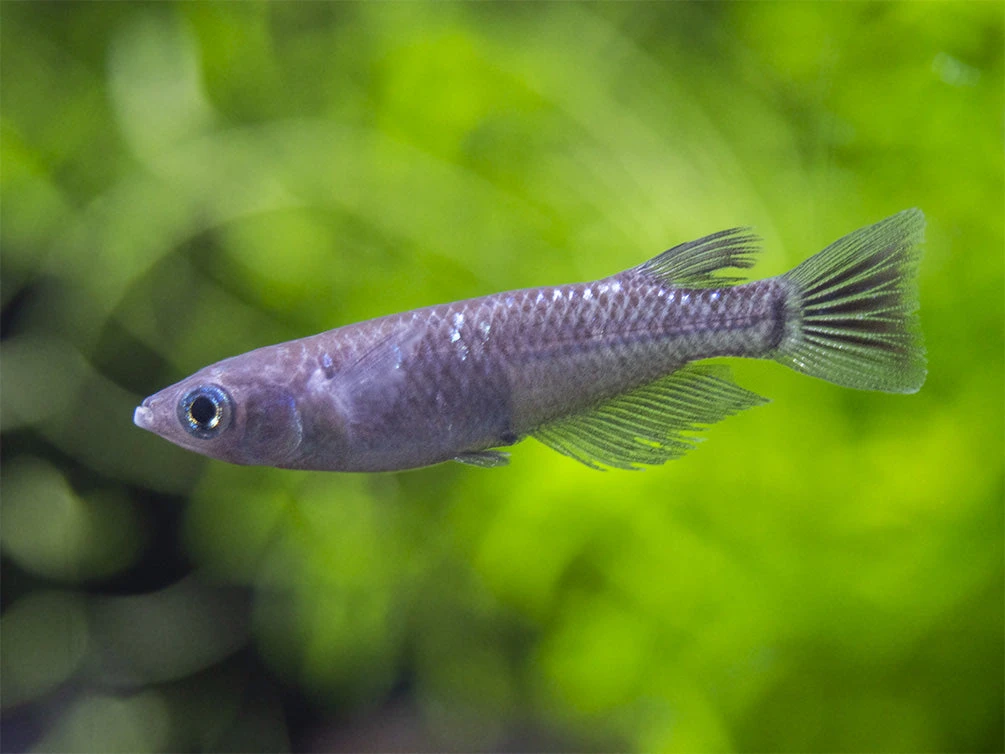 Black Medaka Ricefish Aka Japanese Ricefish/Killifish (Oryzias Latipes "Black Medaka"), Tank-Bred - Image 17