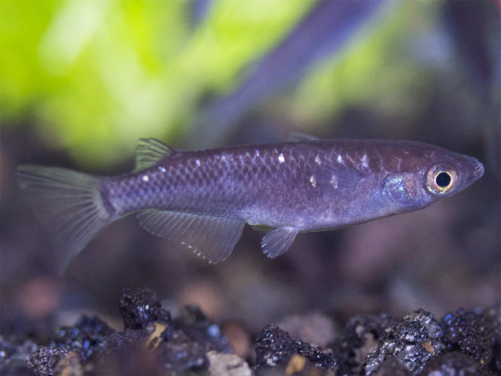 Black Medaka Ricefish Aka Japanese Ricefish/Killifish (Oryzias Latipes "Black Medaka"), Tank-Bred - Image 2