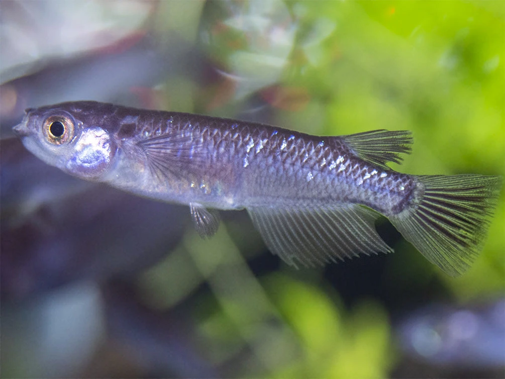 Black Medaka Ricefish Aka Japanese Ricefish/Killifish (Oryzias Latipes "Black Medaka"), Tank-Bred - Image 6
