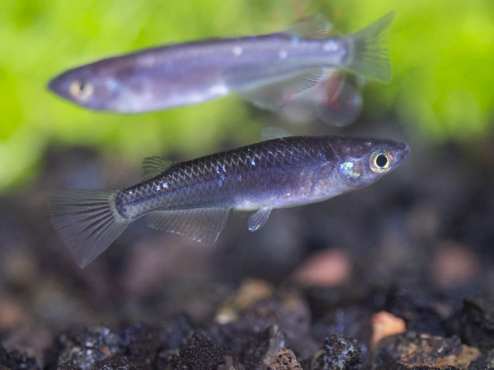 Black Medaka Ricefish Aka Japanese Ricefish/Killifish (Oryzias Latipes "Black Medaka"), Tank-Bred - Image 18