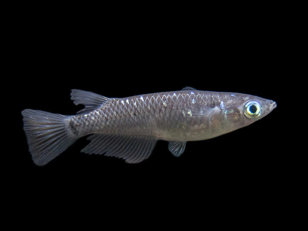 Black Medaka Ricefish Aka Japanese Ricefish/Killifish (Oryzias Latipes "Black Medaka"), Tank-Bred - Image 11