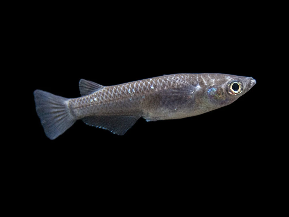 Black Medaka Ricefish Aka Japanese Ricefish/Killifish (Oryzias Latipes "Black Medaka"), Tank-Bred - Image 7