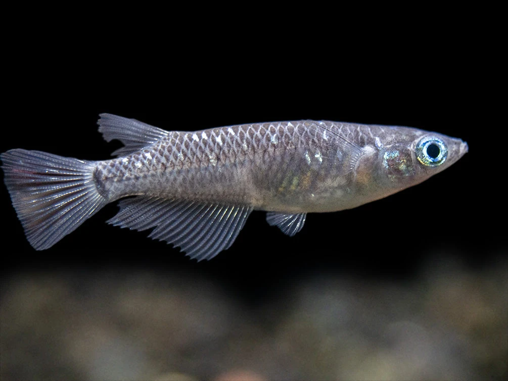 Black Medaka Ricefish Aka Japanese Ricefish/Killifish (Oryzias Latipes "Black Medaka"), Tank-Bred - Image 9