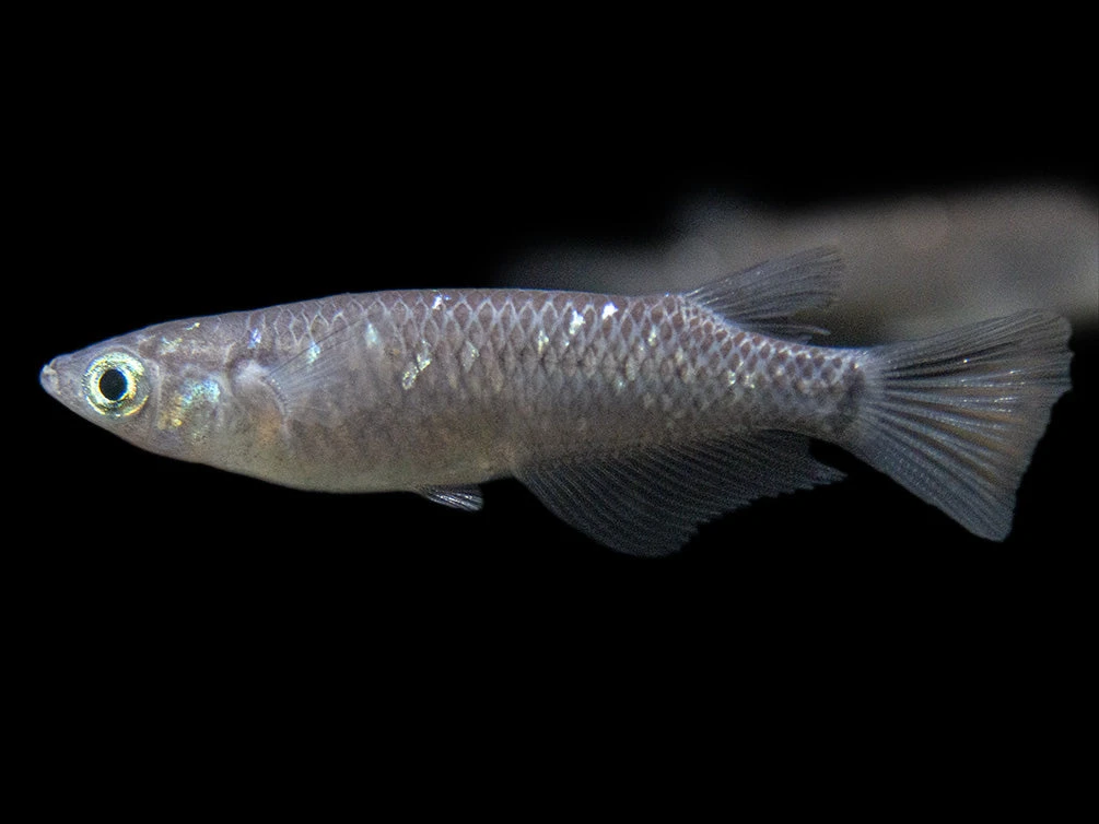 Black Medaka Ricefish Aka Japanese Ricefish/Killifish (Oryzias Latipes "Black Medaka"), Tank-Bred - Image 13