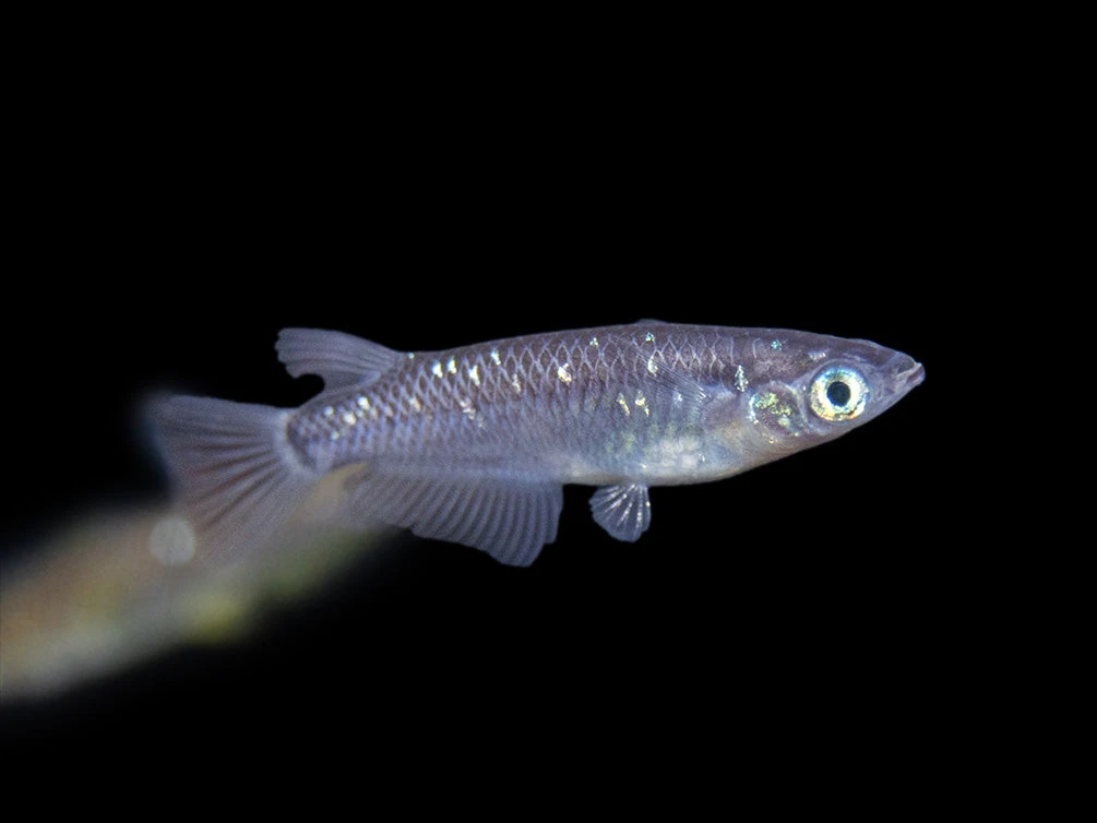 Black Medaka Ricefish Aka Japanese Ricefish/Killifish (Oryzias Latipes "Black Medaka"), Tank-Bred - Image 3
