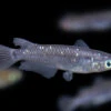 Black Medaka Ricefish Aka Japanese Ricefish/Killifish (Oryzias Latipes "Black Medaka"), Tank-Bred