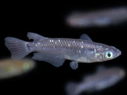 Black Medaka Ricefish Aka Japanese Ricefish/Killifish (Oryzias Latipes "Black Medaka"), Tank-Bred