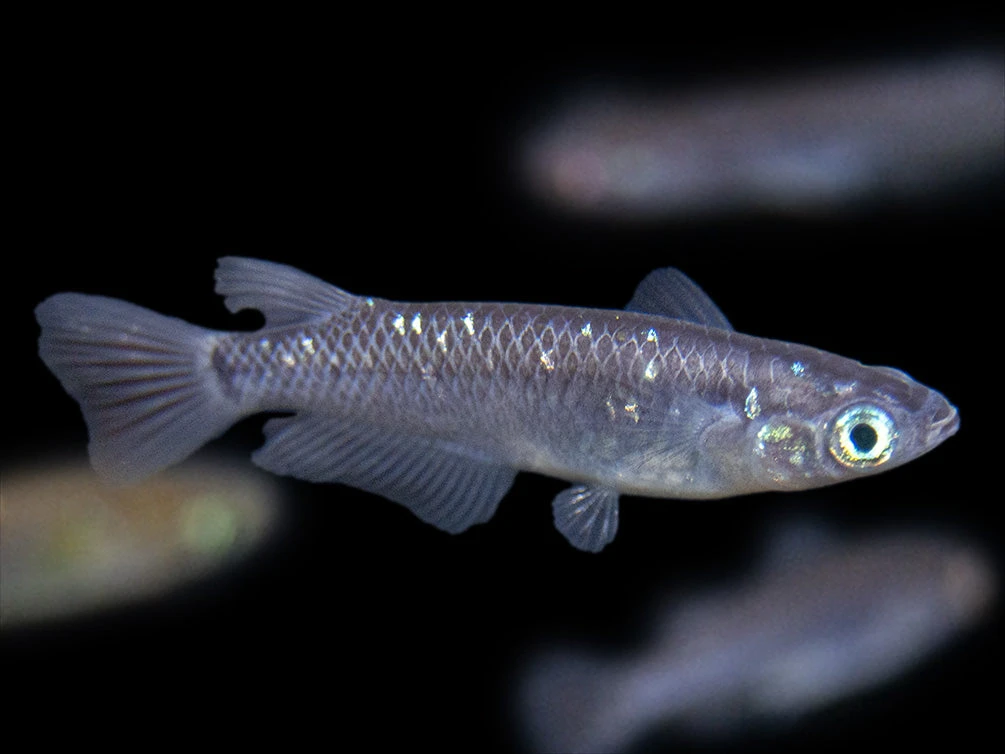 Black Medaka Ricefish Aka Japanese Ricefish/Killifish (Oryzias Latipes "Black Medaka"), Tank-Bred