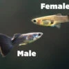 Black Moscow Guppy (Poecilia Reticulata Var. “Black Moscow”), Tank-Bred!