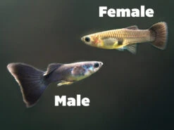 Black Moscow Guppy (Poecilia Reticulata Var. “Black Moscow”), Tank-Bred!