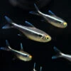 Black Neon Tetra (Hyphessobrycon Herbertaxelrodi) - Tank-Bred!