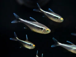 Black Neon Tetra (Hyphessobrycon Herbertaxelrodi) - Tank-Bred!