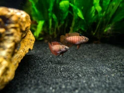 Black Tiger Badis (Dario Sp. 'Myanmar')