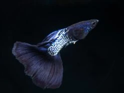 Black Metal Snakeskin Guppy (Poecilia Reticulata), Locally-Bred