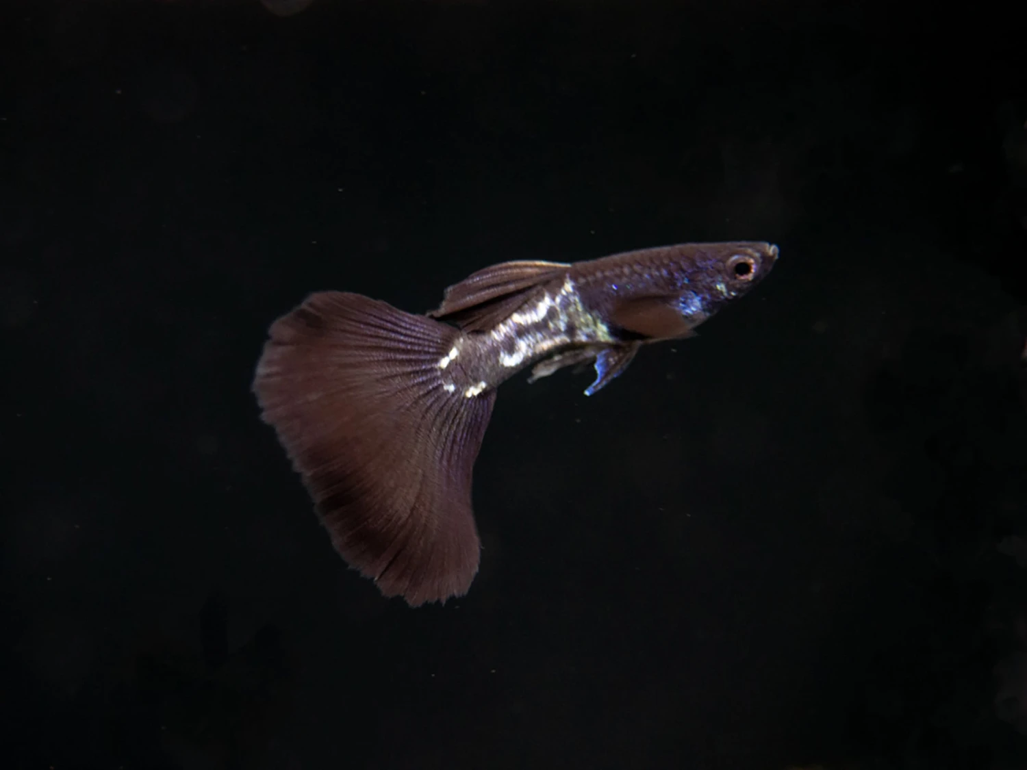 Black Metal Snakeskin Guppy (Poecilia Reticulata), Locally-Bred - Image 4