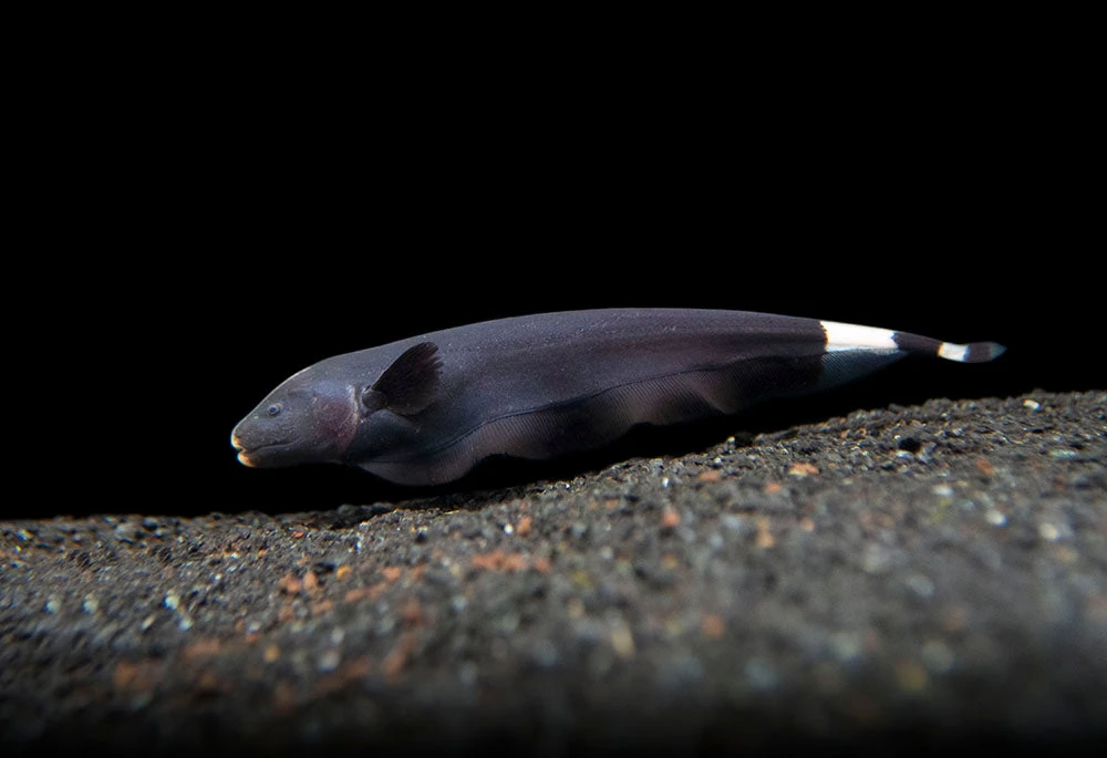 Black Ghost Knifefish (Apteronotus Albifrons) - Tank-Bred! - Image 3