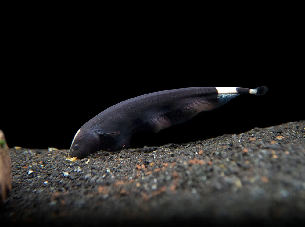 Black Ghost Knifefish (Apteronotus Albifrons) - Tank-Bred! - Image 5
