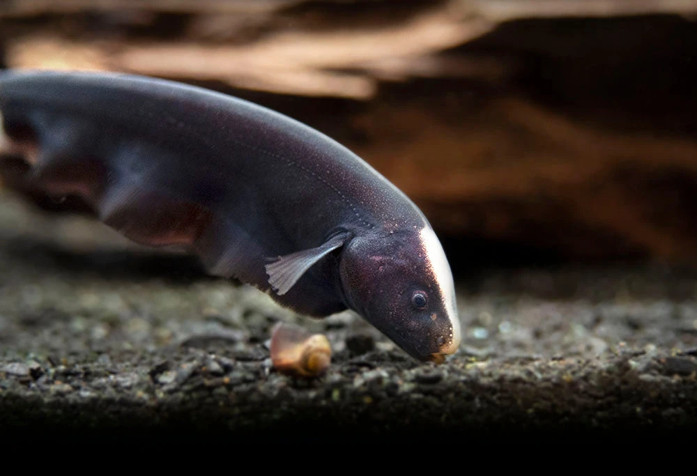 Black Ghost Knifefish (Apteronotus Albifrons) - Tank-Bred! - Image 7