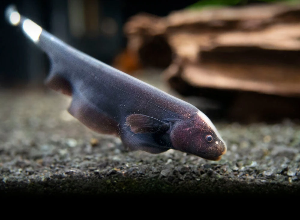 Black Ghost Knifefish (Apteronotus Albifrons) - Tank-Bred! - Image 9
