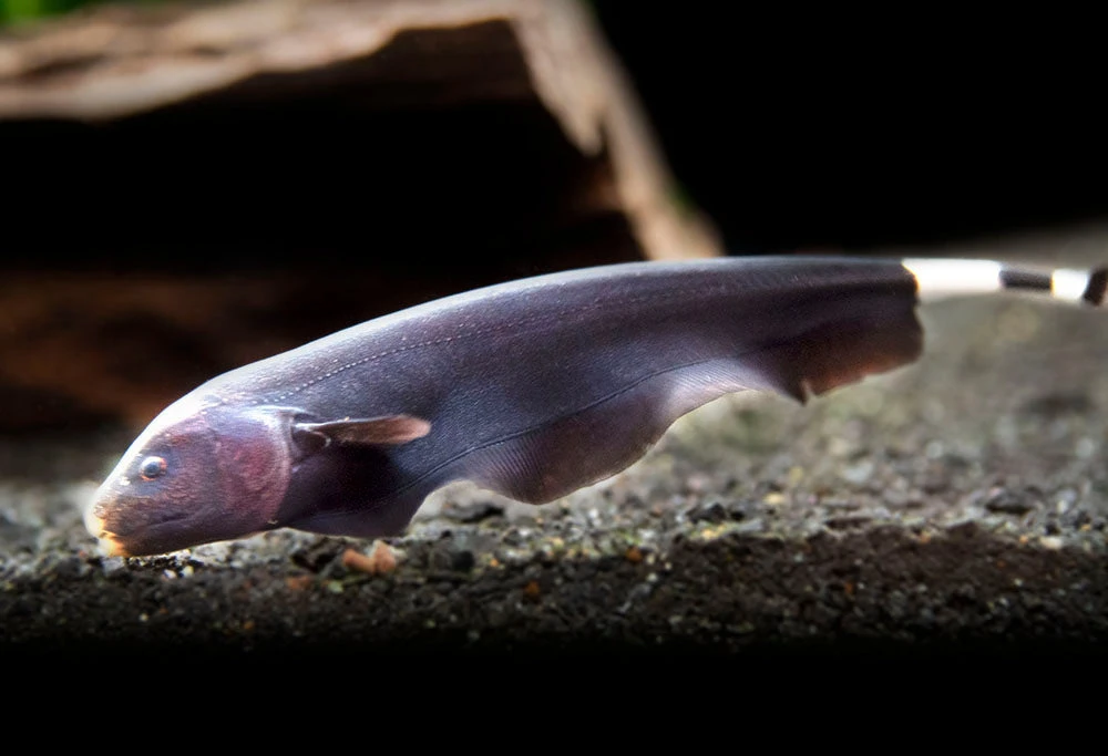 Black Ghost Knifefish (Apteronotus Albifrons) - Tank-Bred! - Image 10