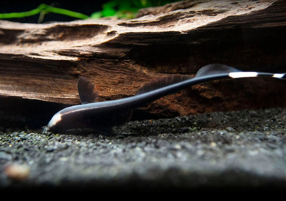 Black Ghost Knifefish (Apteronotus Albifrons) - Tank-Bred! - Image 8