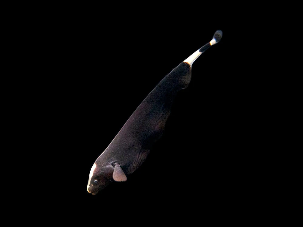 Black Ghost Knifefish (Apteronotus Albifrons) - Tank-Bred! - Image 6