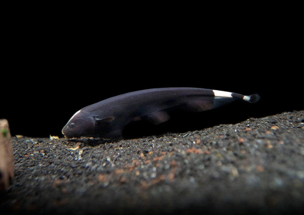 Black Ghost Knifefish (Apteronotus Albifrons) - Tank-Bred! - Image 11