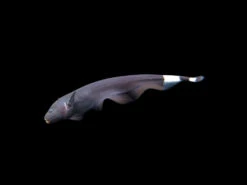 Black Ghost Knifefish (Apteronotus Albifrons) - Tank-Bred!