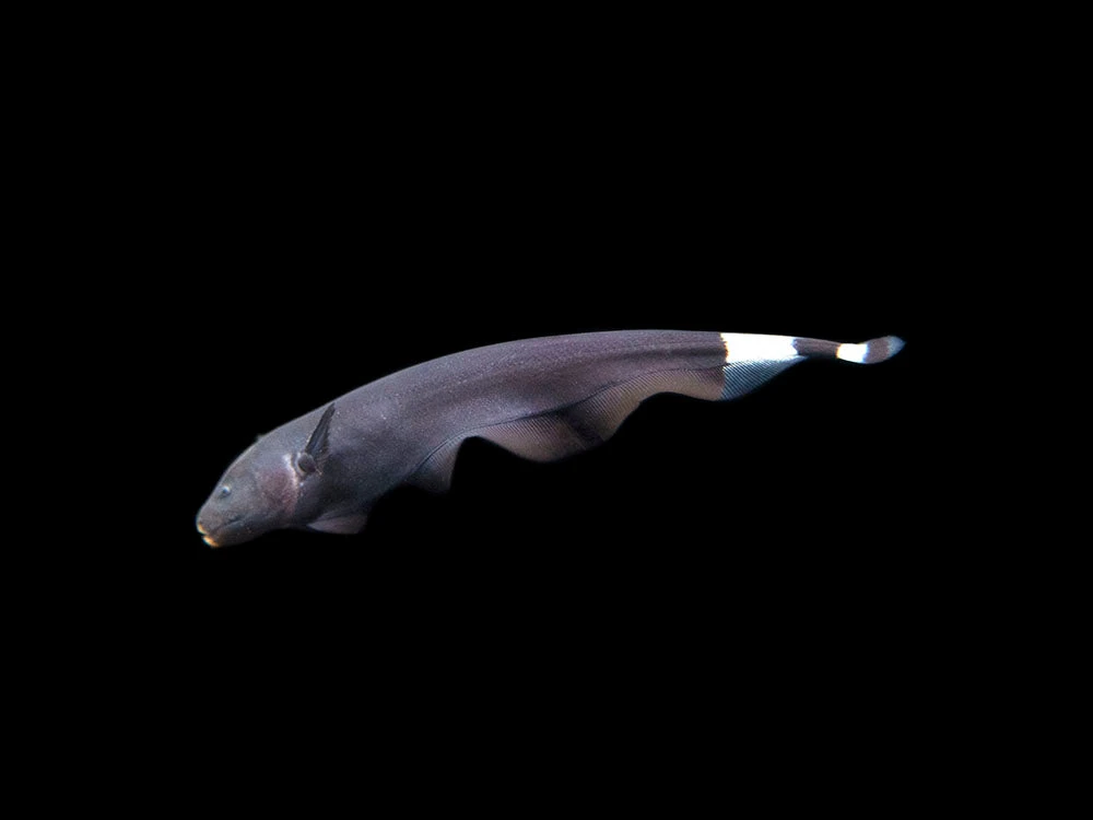 Black Ghost Knifefish (Apteronotus Albifrons) - Tank-Bred!