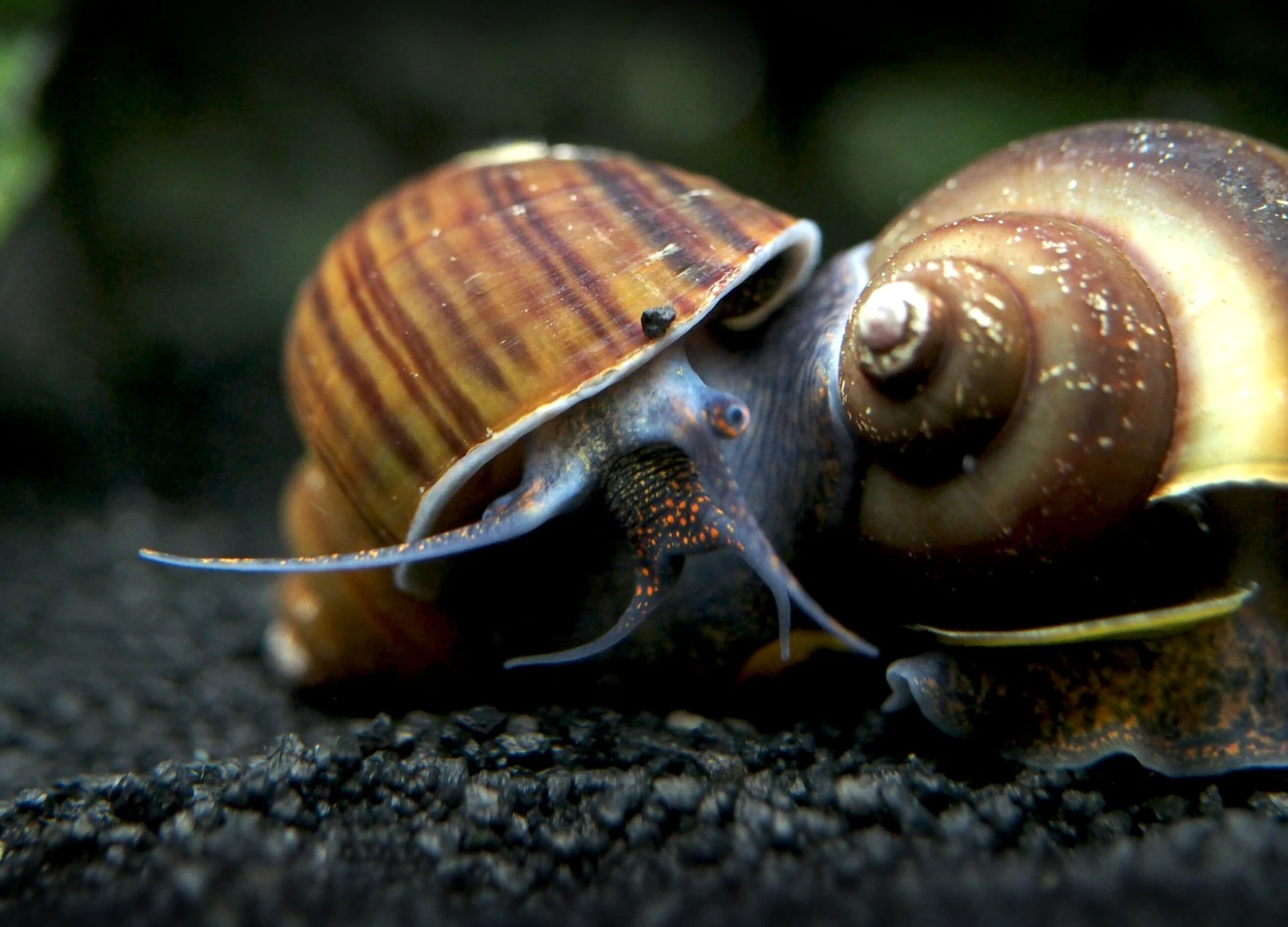 DELUXE Multi-Color Mystery Snail COMBO PACK (Pomacea Bridgesii) - Tank-Bred! - Image 7