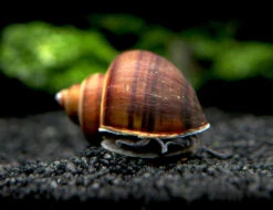 Black Mystery Snails (Pomacea Bridgesii) - Tank-Bred!